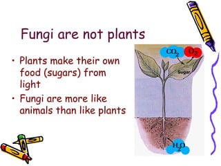 Fungi are not plants Plants make their own food (sugars) from light Fungi are more like animals than like plants 