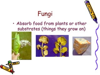 Fungi Absorb food from plants or other substrates (things they grow on) 