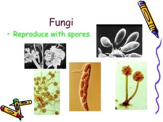 Fungi Reproduce with spores 