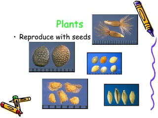 Plants  Reproduce with seeds   