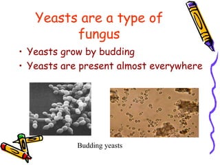 Yeasts are a type of fungus Yeasts grow by budding Yeasts are present almost everywhere Budding yeasts 