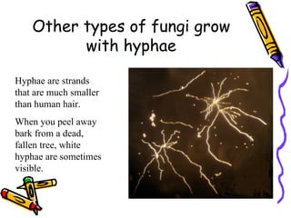 Other types of fungi grow with hyphae Hyphae are strands that are much smaller than human hair. When you peel away bark from a dead, fallen tree, white hyphae are sometimes visible. 