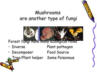 Mushrooms  are another type of fungi Forest fungi have many ecological roles  Diverse Plant pathogen Decomposer Food Source Tree/Plant helper Some Poisonous 