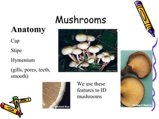 Mushrooms Anatomy Cap Stipe Hymenium  (gills, pores, teeth, smooth) We use these features to ID mushrooms 