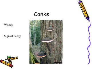 Conks Woody Sign of decay 