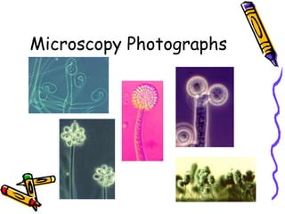 Microscopy Photographs 