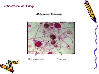 Structure of Fungi 