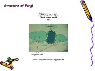 Structure of Fungi 