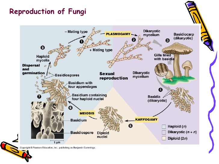 Reproduction of Fungi 
