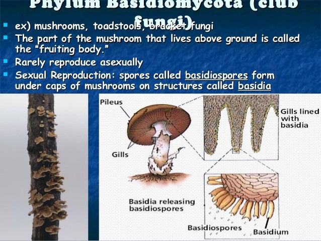 Fungi 1