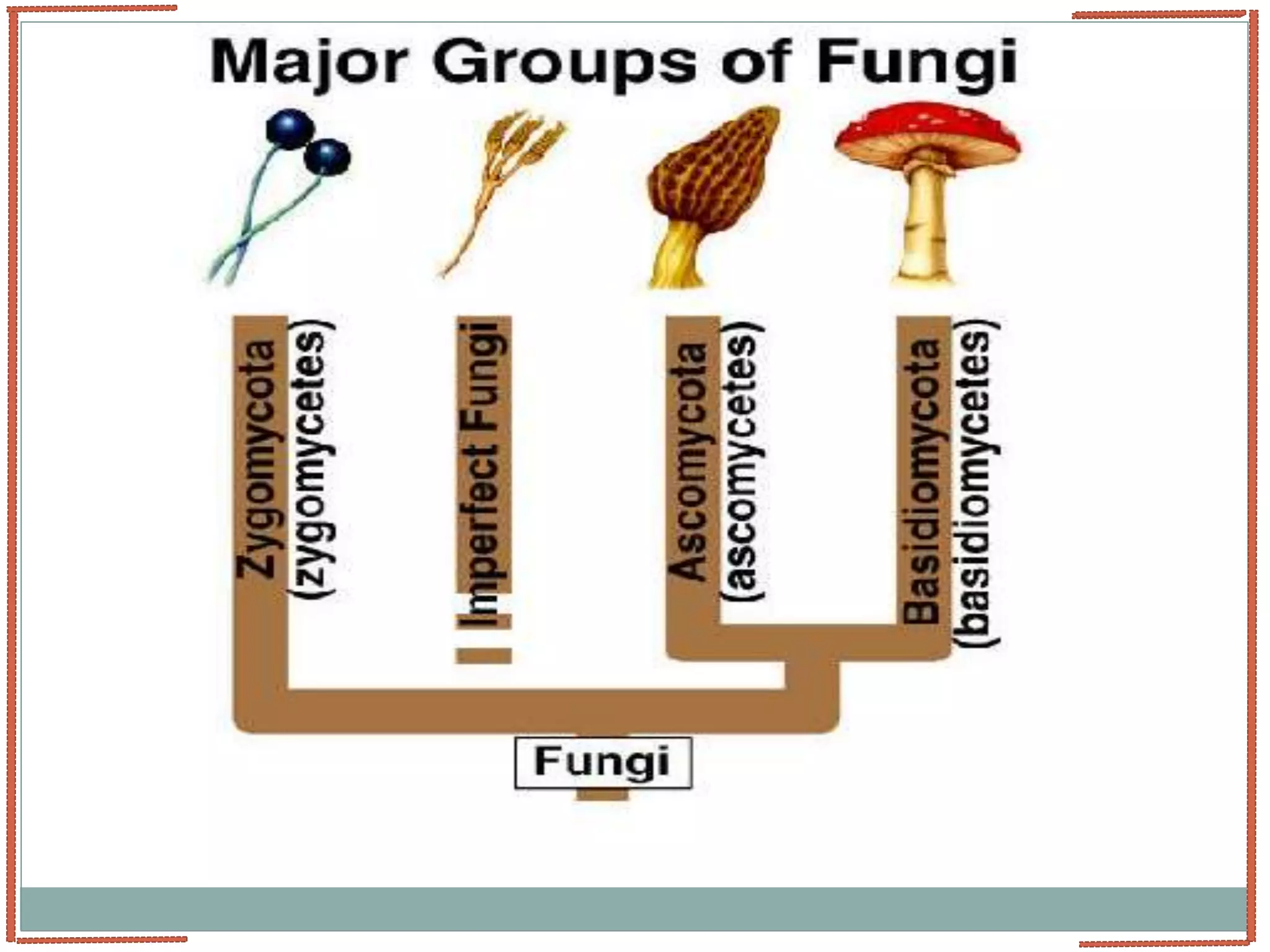Identification of Fungi