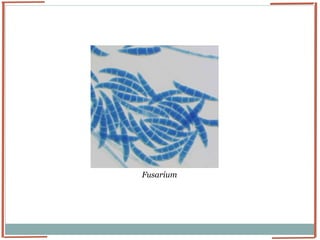 Identification of Fungi | PPTX