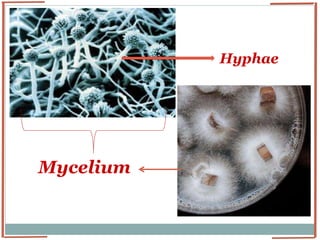 Hypea Identification of Fungi | PPTX