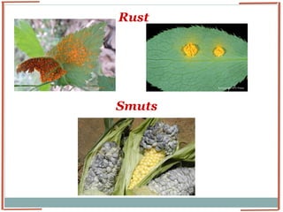 Identification of Fungi | PPTX