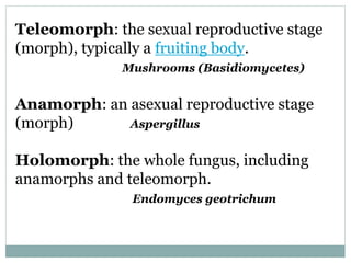 Holomorph Identification of Fungi | PPTX