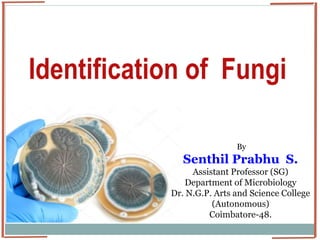 Identification of Fungi
By
Senthil Prabhu S.
Assistant Professor (SG)
Department of Microbiology
Dr. N.G.P. Arts and Science College
(Autonomous)
Coimbatore-48.
 