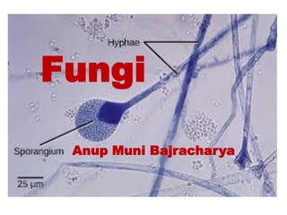 Anup Muni Bajracharya
Fungi
 