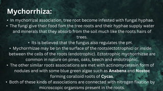 • In mychorrizal association, tree root become infested with fungal hyphae.
• The fungi give their food fom the tree roots and their hyphae supply water
and minerals that they absorb from the soil much like the roots hairs of
trees.
• Its is believed that the fungus also regulates the pH.
• Mychorrhizae may be on the surface of the roots(ectotrophic) or inside
between the cells of the roots (endotrophic). Ectotrophic mychorrhizae are
common in nature on pines, oaks, beech and endotrophic.
• The other similar roots associations are met with actinomycetesin form of
nodules and with some blue green algae such as Anabena and Nostoc
forming coralloid roots of Cycas.
• Both of these kinds of associations are connected with nitrogen fixation by
microscopic organisms present in the roots.
Mychorrhiza:
 