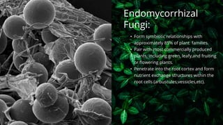 • Form symbiotic relationships with
approximately 85% of plant families.
• Pair with most commercially produced
plants, including green, leafy,and fruiting
or flowering plants.
• Penetrate into the root cortex and form
nutrient exchange structures within the
root cells (arbuscules,vessicles,etc).
Endomycorrhizal
Fungi:
 