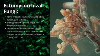 • Form symbiotic relationships with about
10% of plant families.
• Mainly pair with conifers and many
American hardwoods.
• Do not penetrate into the root cell wlls,
but from a sheath around the root, and
nutrient exchange structures known as a
"Hartig net".
Ectomycorrhizal
Fungi:
 