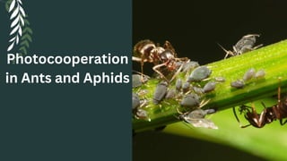 Photocooperation
in Ants and Aphids
 