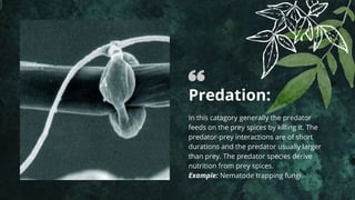 Predation:
In this catagory generally the predator
feeds on the prey spices by killing it. The
predator-prey interactions are of short
durations and the predator usually larger
than prey. The predator species derive
nutrition from prey spices.
Example: Nematode trapping fungi.
 
