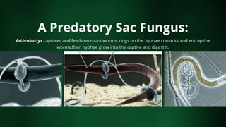 A Predatory Sac Fungus:
Arthrobotrys captures and feeds on roundworms: rings on the hyphae constrict and entrap the
worms,then hyphae grow into the captive and digest it.
 