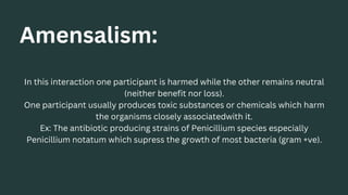 Amensalism:
In this interaction one participant is harmed while the other remains neutral
(neither benefit nor loss).
One participant usually produces toxic substances or chemicals which harm
the organisms closely associatedwith it.
Ex: The antibiotic producing strains of Penicillium species especially
Penicillium notatum which supress the growth of most bacteria (gram +ve).
 