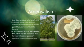 • One disadvantaged, other unaffected.
• The bread mould Penicillium is a
common example.Penicillium secrete
penicillium, a chemical that kills
bacteria.
• A second example is the black walnut
tree, which secretes a chemical that
harms or kills some species of
neighbouring plants, from its roots.
Amensalism:
 