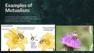 Certain insects such as bees,moths,butterflies,
etc.and birds derive food from the nectar, pollen, and
in return bring about cross poliination.
 