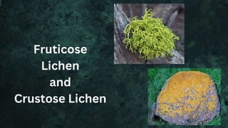 Fruticose
Lichen
and
Crustose Lichen
 
