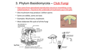 Fungi and lichens | PPT