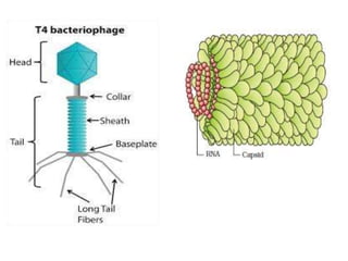 Fungi, Viruses, Prions, Viroids and Lichens | PPTX