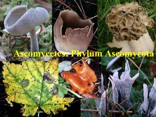 Ascomycetes: Phylum Ascomycota
 