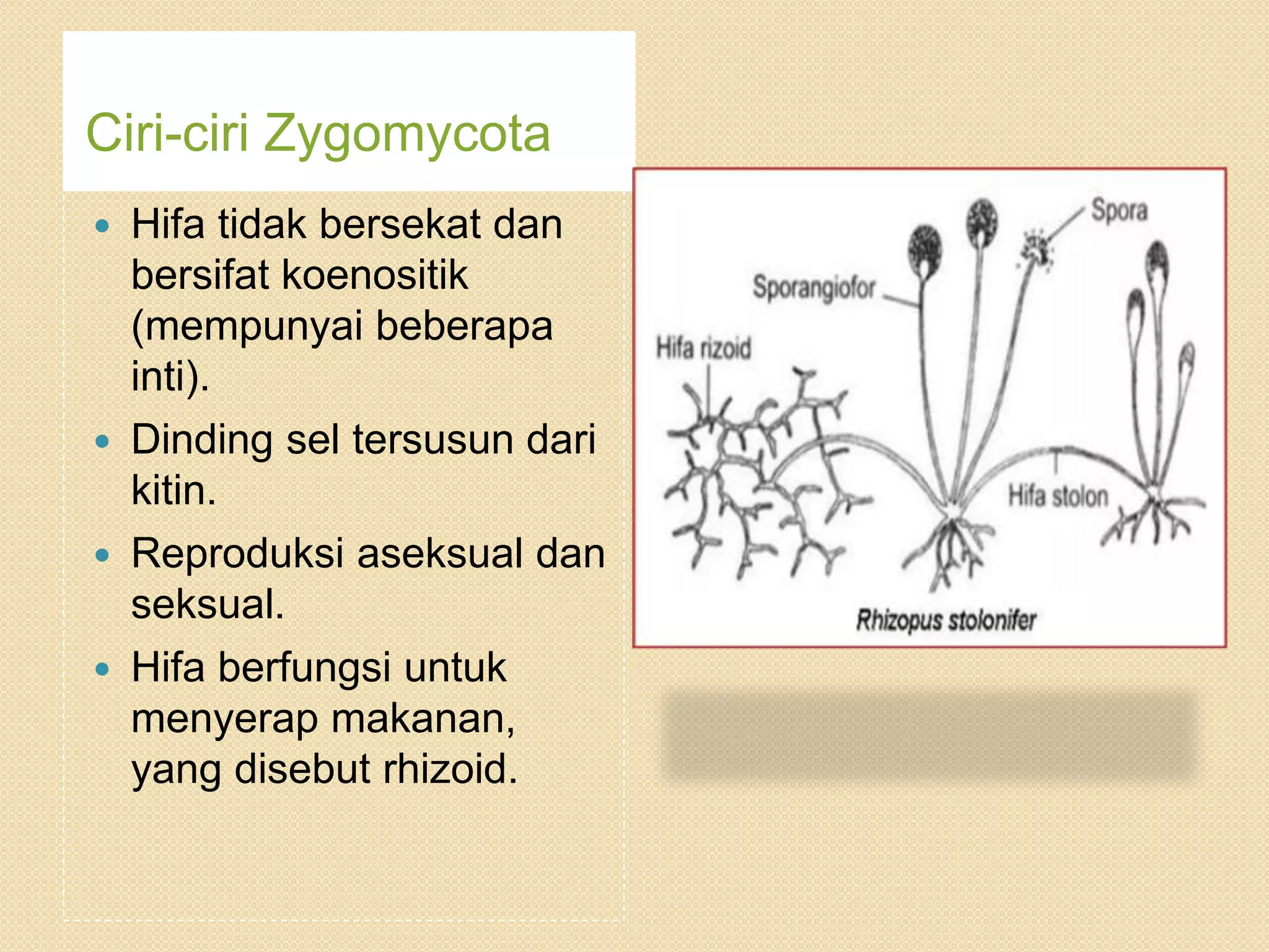 Klasifikasi Jamur/Fungi | PPTX