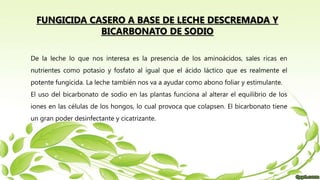 De la leche lo que nos interesa es la presencia de los aminoácidos, sales ricas en
nutrientes como potasio y fosfato al igual que el ácido láctico que es realmente el
potente fungicida. La leche también nos va a ayudar como abono foliar y estimulante.
El uso del bicarbonato de sodio en las plantas funciona al alterar el equilibrio de los
iones en las células de los hongos, lo cual provoca que colapsen. El bicarbonato tiene
un gran poder desinfectante y cicatrizante.
FUNGICIDA CASERO A BASE DE LECHE DESCREMADA Y
BICARBONATO DE SODIO
 
