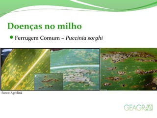 Ferrugem Comum – Puccinia sorghi
Doenças no milho
Fonte: Agrolink
 