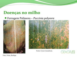 Ferrugem Polissora – Puccinia polysora
Doenças no milho
Foto: Véras, Rodrigo
Fonte: Ceres Consultoria
 