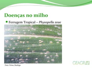 Ferrugem Tropical – Physopella zeae
Doenças no milho
Foto: Véras, Rodrigo
 
