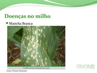 Mancha Branca
Doenças no milho
Fonte: Pioneer Sementes
 
