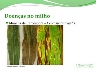 Mancha de Cercospora – Cercospora maydis
Doenças no milho
Fonte: Viana, Luciano
 