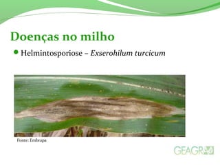 Helmintosporiose – Exserohilum turcicum
Doenças no milho
Fonte: Embrapa
 