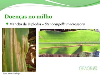 Mancha de Diplodia – Stenocarpella macrospora
Doenças no milho
Foto: Véras, Rodrigo
 