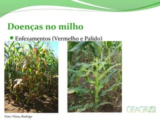 Enfezamentos (Vermelho e Palido)
Doenças no milho
Foto: Véras, Rodrigo
 