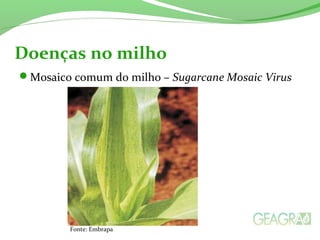 Mosaico comum do milho – Sugarcane Mosaic Virus
Doenças no milho
Fonte: Embrapa
 