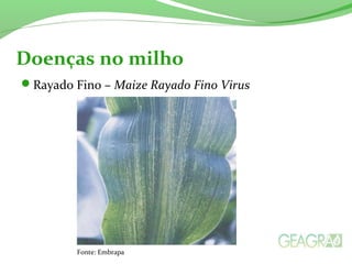 Rayado Fino – Maize Rayado Fino Virus
Doenças no milho
Fonte: Embrapa
 