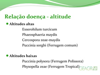 Altitudes altas
Exserohilum turcicum
Phaeosphaeria maydis
Cercospora zeae-maydis
Puccinia sorghi (Ferrugem comum)
Altitudes baixas
Puccinia polysora (Ferrugem Polissora)
Physopella zeae (Ferrugem Tropical)
Relação doença - altitude
 