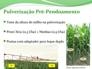 Teste da altura do milho na pulverização
Priori Xtra (0,3 l/ha) + Nimbus (0,5 l/ha)
Pontas com adaptador para leque duplo
Pulverização Pré-Pendoamento
Fonte: Juparana Cultivar
 
