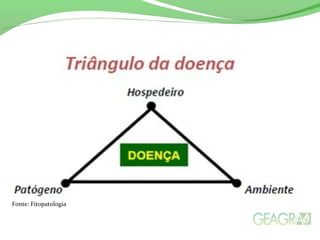 Texto ou subtópicos.
Fonte: Fitopatologia
 
