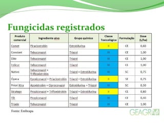 Fungicidas registrados
Fonte: Embrapa
 